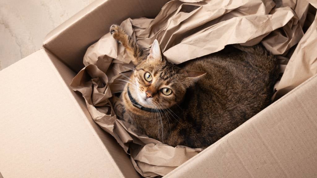 A tabby cat sitting in cardboard box lined with brown paper