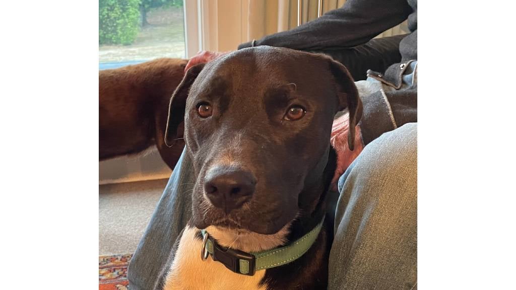 Content looking dog sits near his human