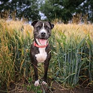 Dog posing in the long grass