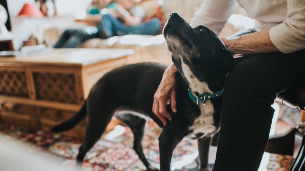 Man patting dog in home