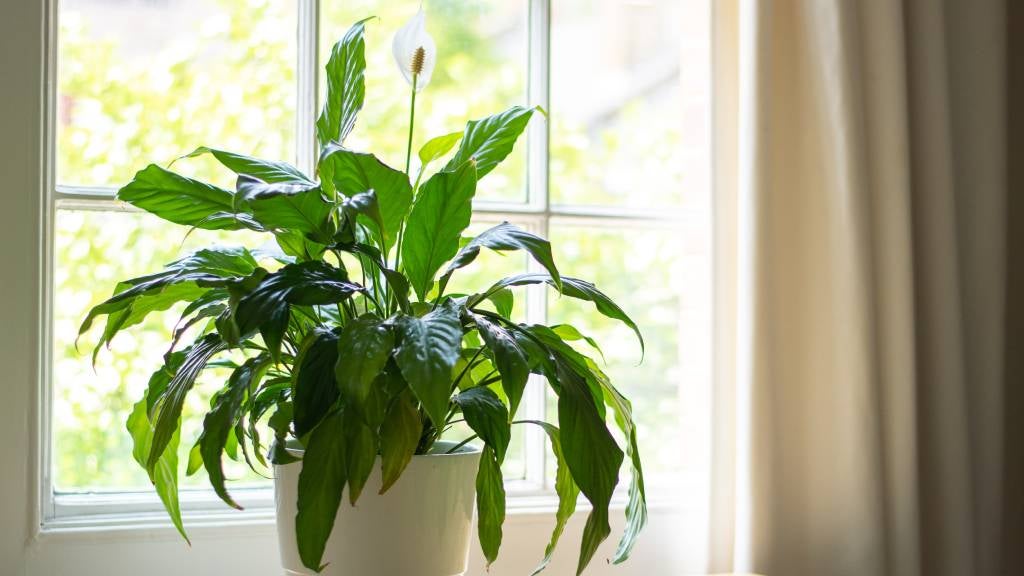 A peace lily potted plant pictured indoors