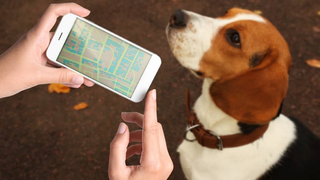 A dog wearing a tracking tag is monitored on his owner’s mobile phone