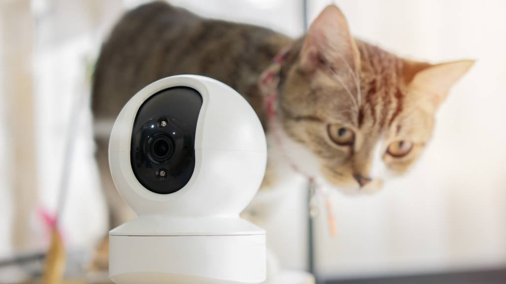 A cat walks on a table next to a pet camera