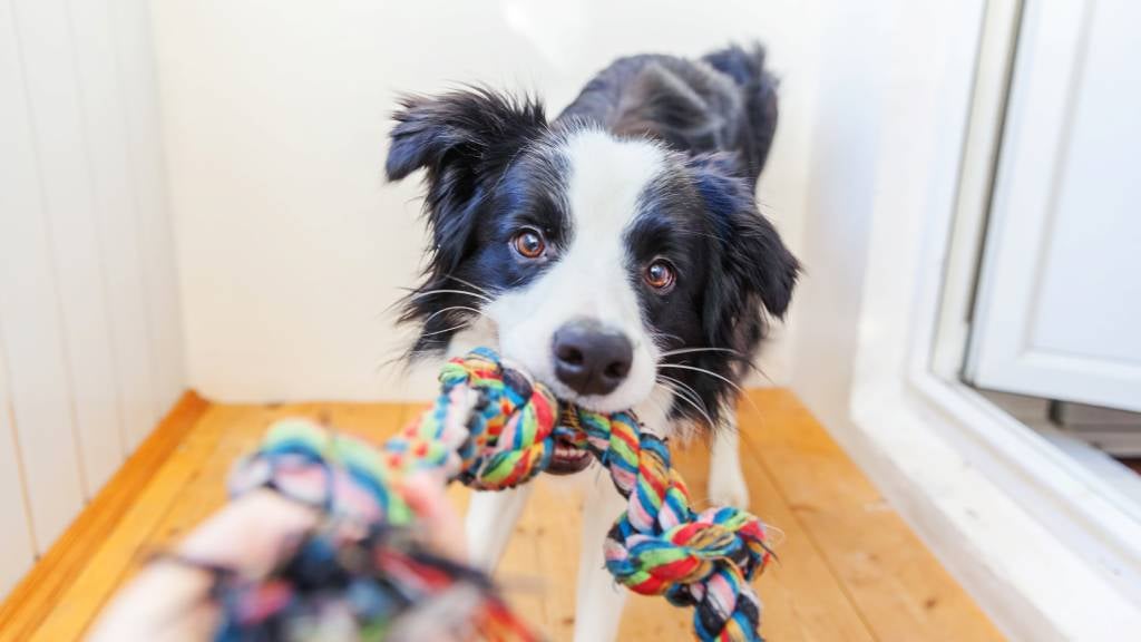 Border collie pulling on rope toy