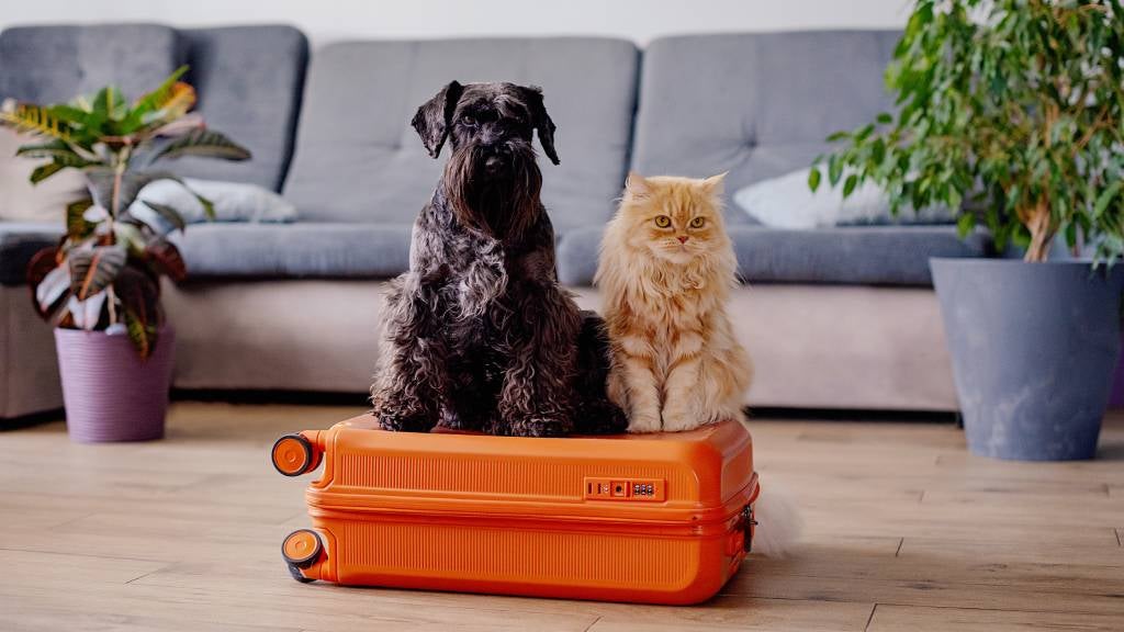 Dog and cat sitting on a suitcase