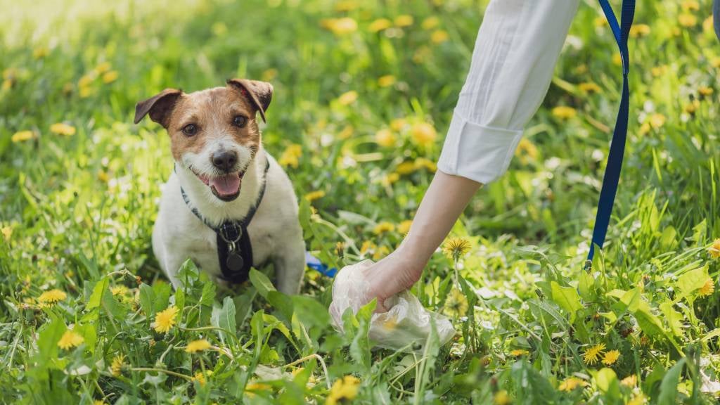 Person picking up dog poo with dog sitting in grass.