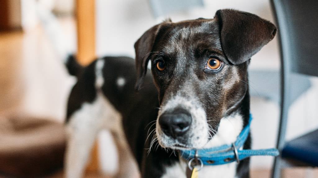 Black and white dog