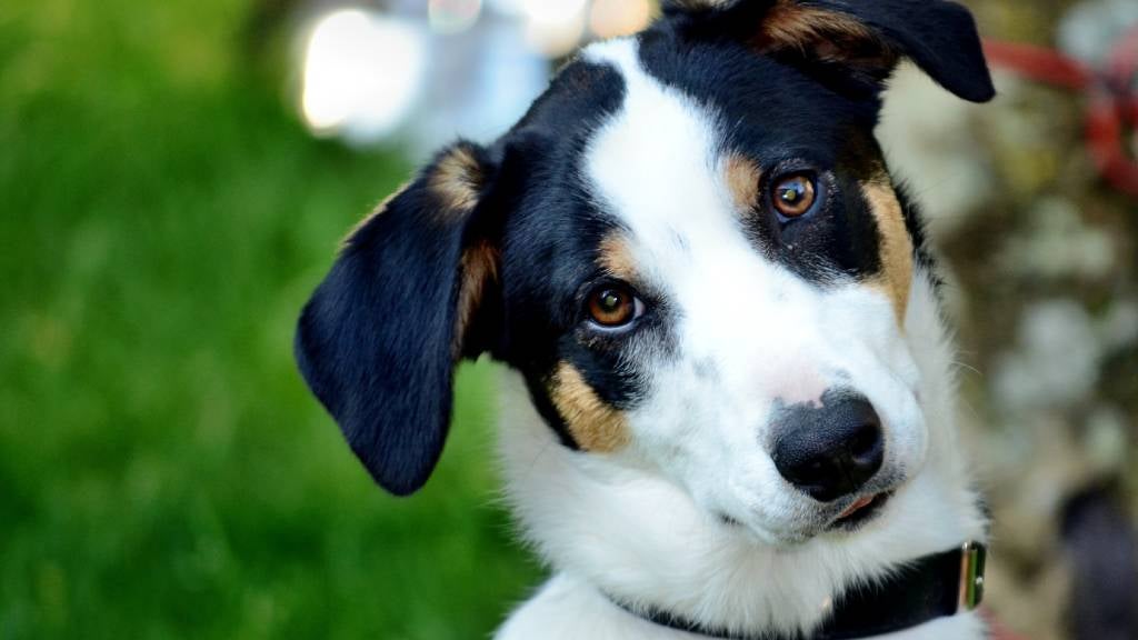 A collared dog sits on grass with his head tilted