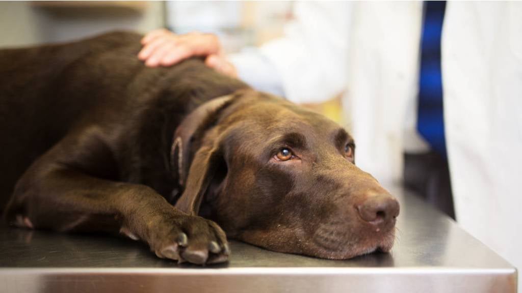 Labrador Retriever lying on examination table at vet clinic