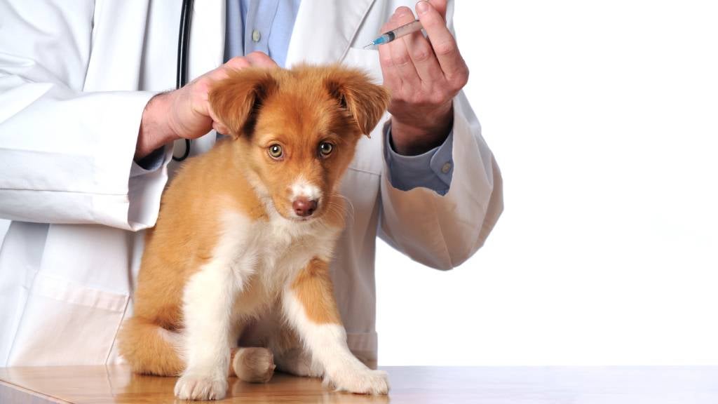 Mixed breed puppy getting shots in the veterinarian's office