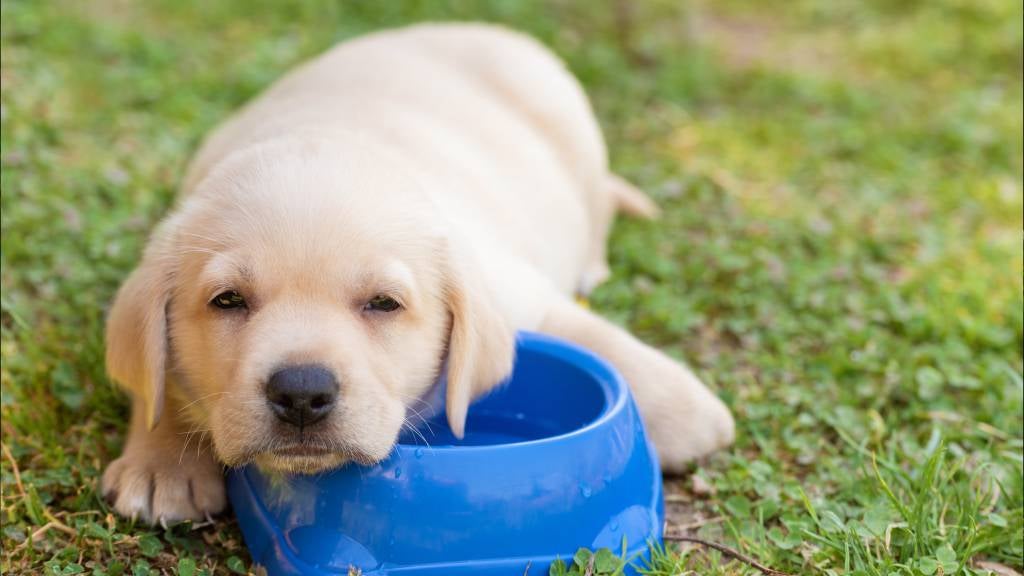 Labrador puppy asleep on its bowl