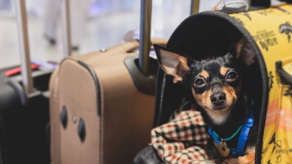 A dog sits in his carrier next to luggage