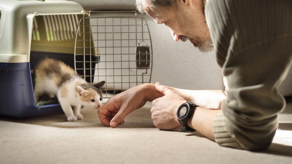 Adopted kitten taking his first steps out of a pet carrier to his new family and home.