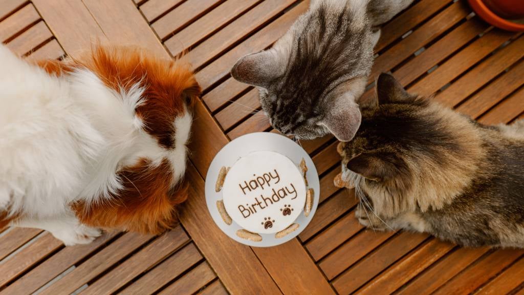 Dogs and cats celebrating birthday 