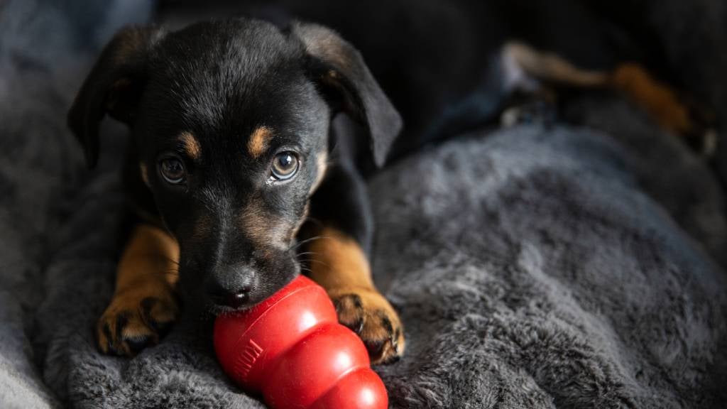 Black and tan puppy chewing on a Kong toy