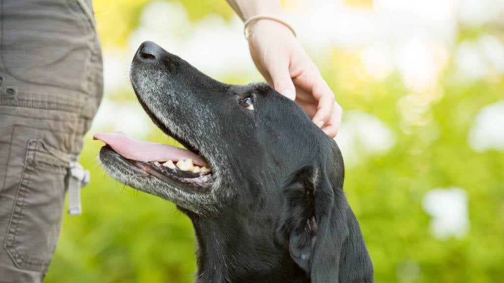 Black Labrador looking at owner 