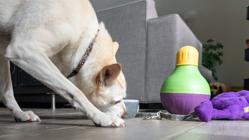 Dog playing with engagement toy