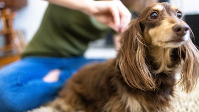 A long-haired dachshund gets flea treatment from his owner