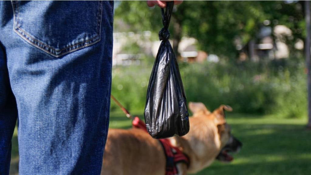 Person holds poop bag while walking their dog 