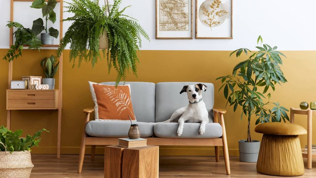 Dog sitting on sofa surrounded by house plants