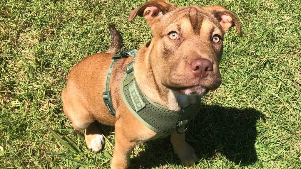 A bright-eyed Sharpei mix dog sits on a grassy patch