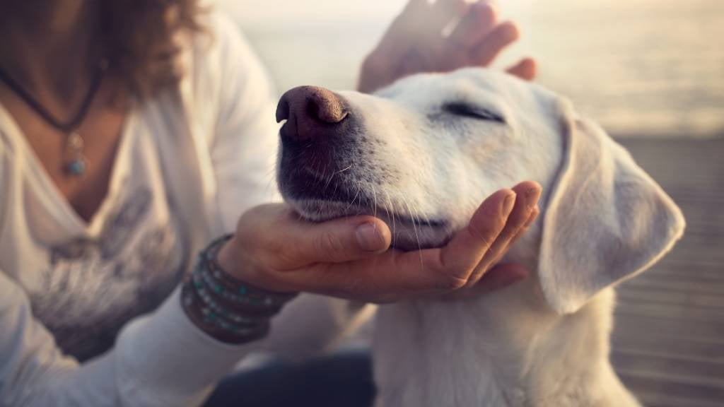 Owner gently patting her pet dog while pet is smiling.