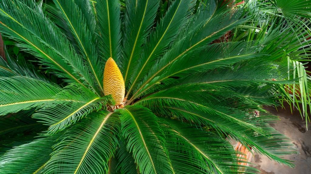 Sago palm pictured in a backyard area
