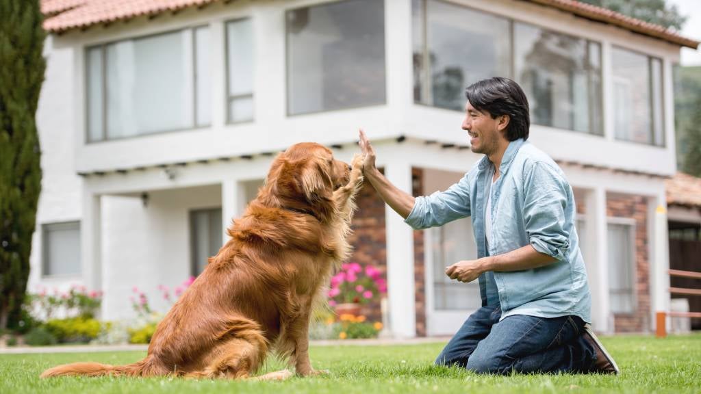 Man training Golden retriever to hi-five outside in the backyard.