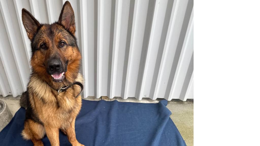 River the German Shepard sits on a towel in a shed and looks at the camera with bright eyes