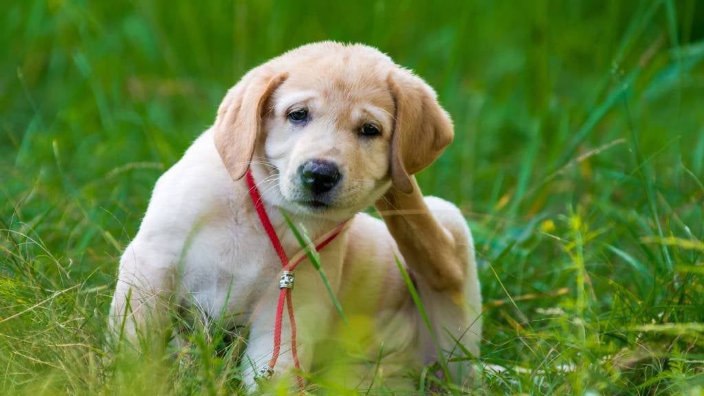 Golden Retriever puppy scratching behind ear