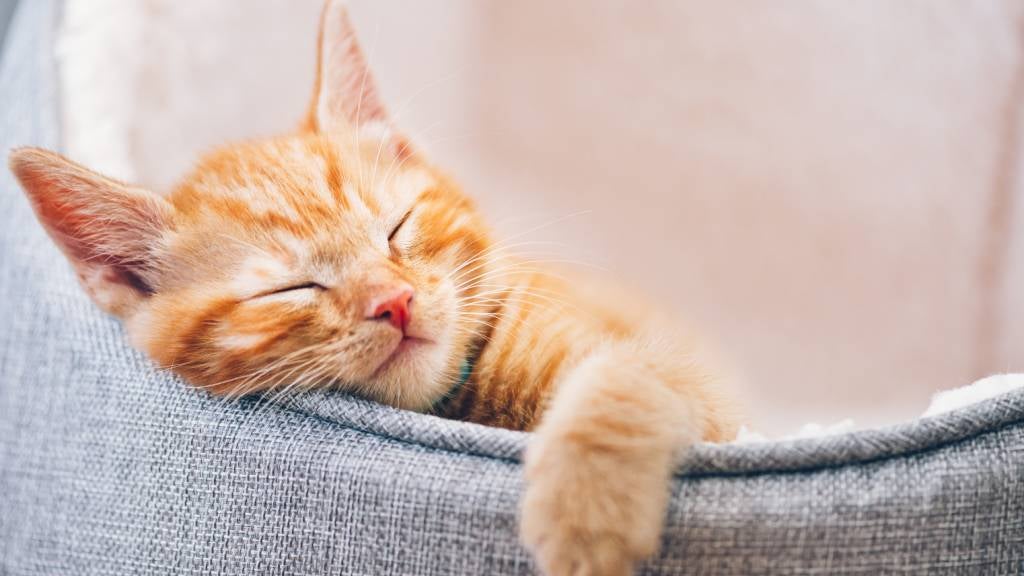 Ginger cat sleeping in bed