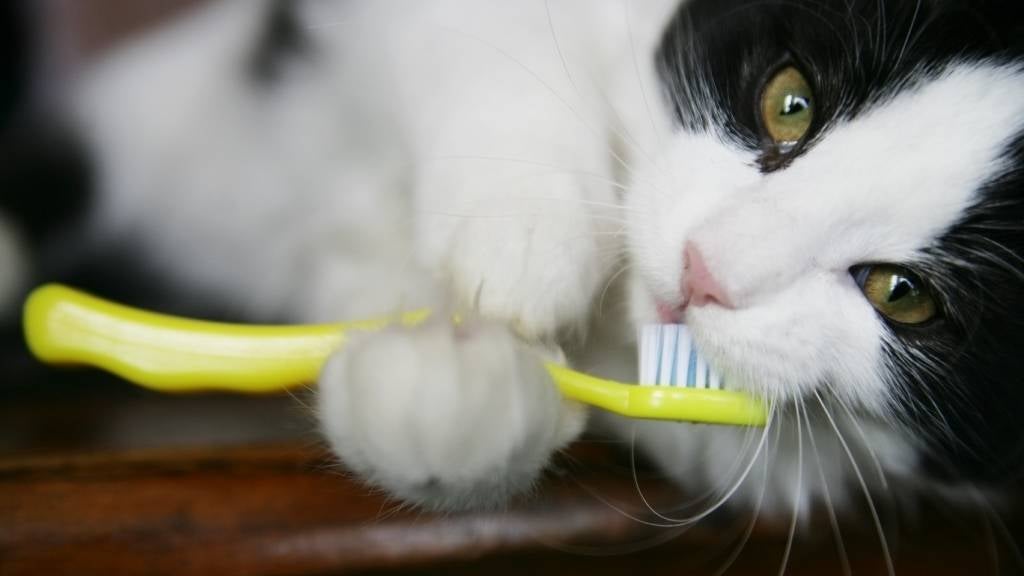 Cat holding onto toothbrush near mouth