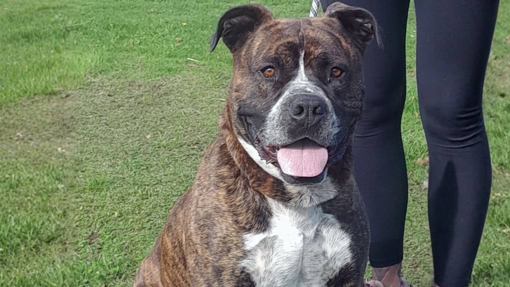 Arnie the Bullmastiff Cross sits next to his handler on a grassy field