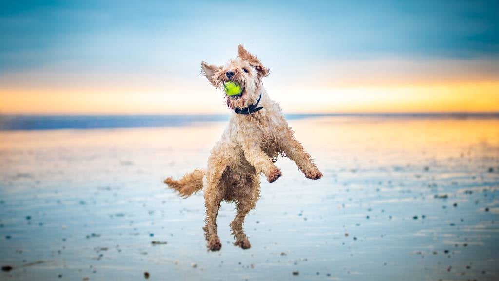 A gorgeous Labradoodle on the beach catching a ball in its mouth