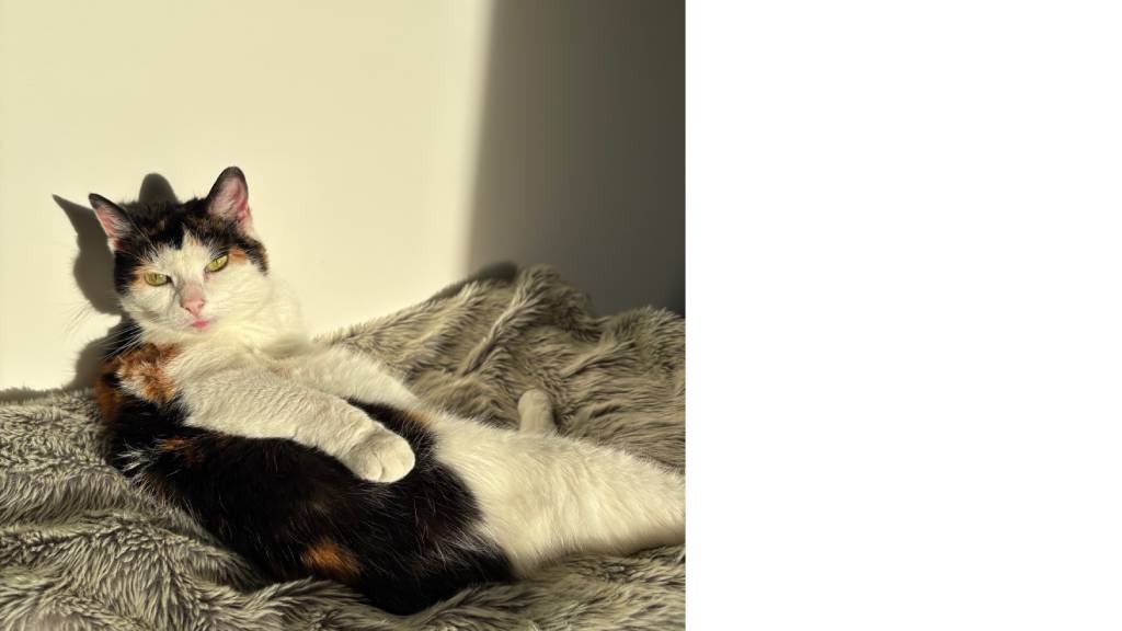 Senior cat Moonshine relaxes on a fluffy blanket in a patch of sunshine