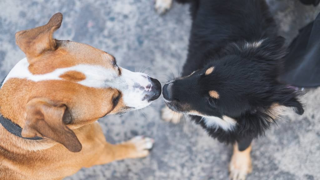 Two dogs sniffing each other 