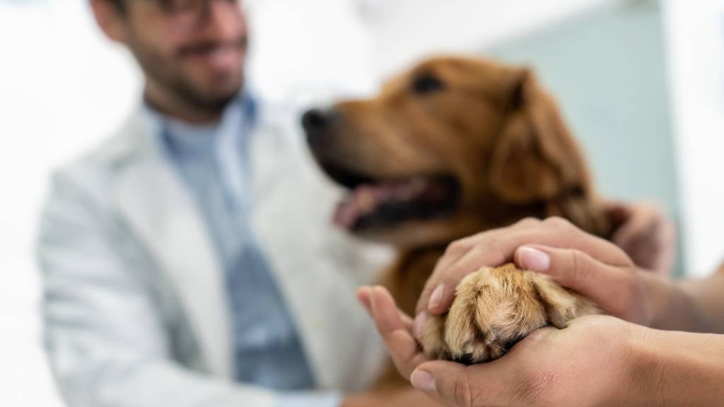 Dog being comforted by owner and vet