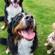 Three dogs beaming happily