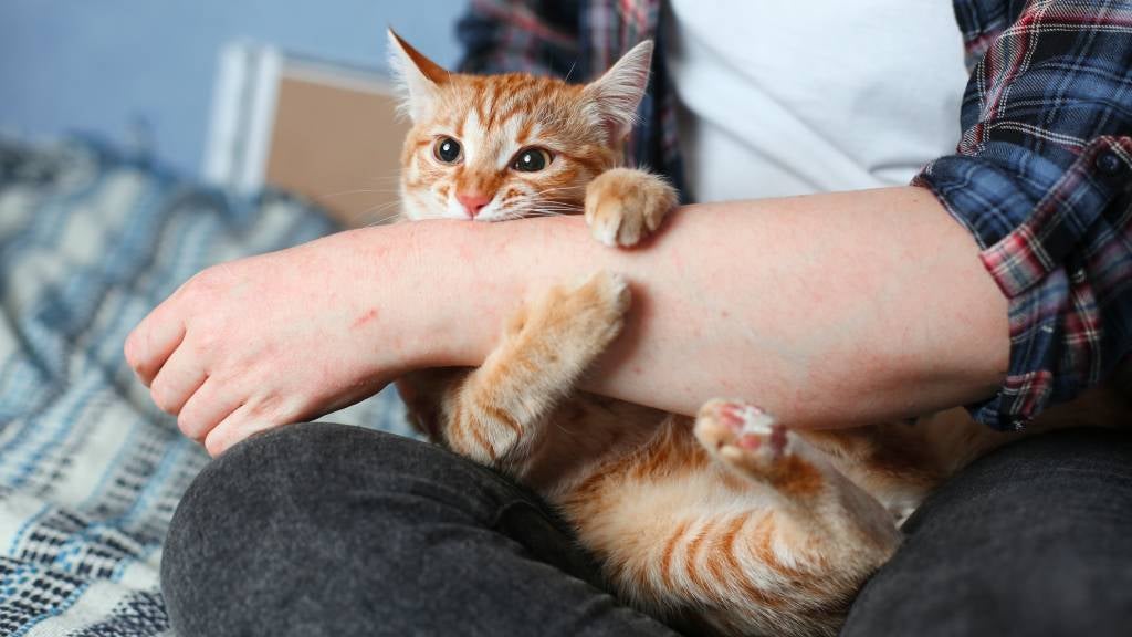 A ginger cat holds their owner's arm in a lock to playfully nip