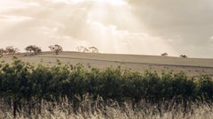 Collett Wine Group