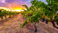 Patritti Wines