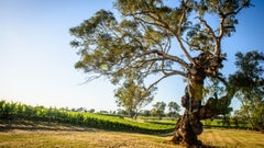 Trifon Estate Wines
