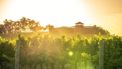 Ferngrove Wines