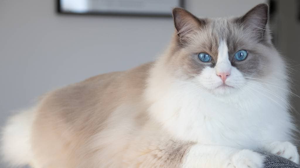 A big Ragdoll cat perched on the back of a sofa