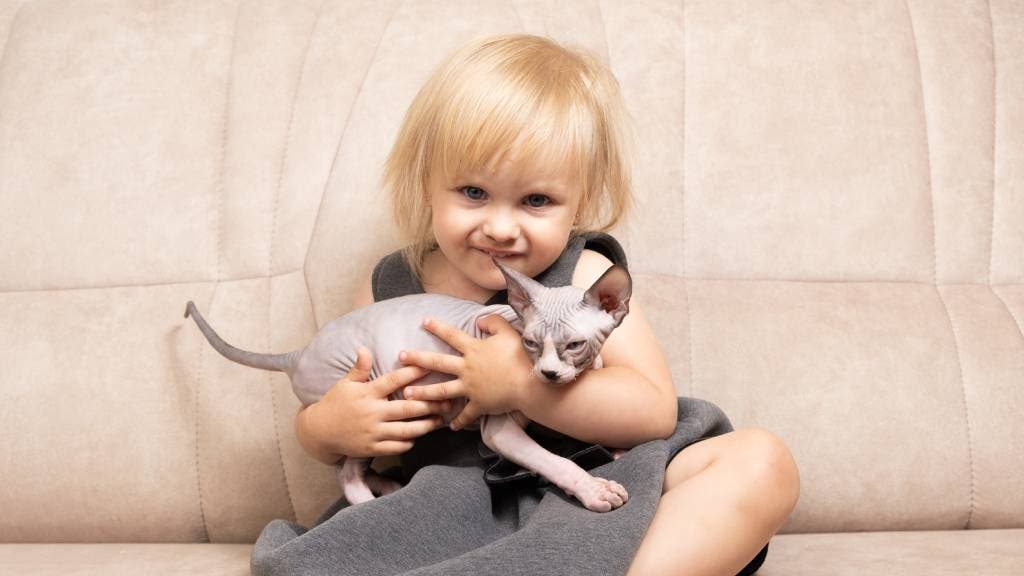 A toddler cuddling a Sphynx cat in her lap