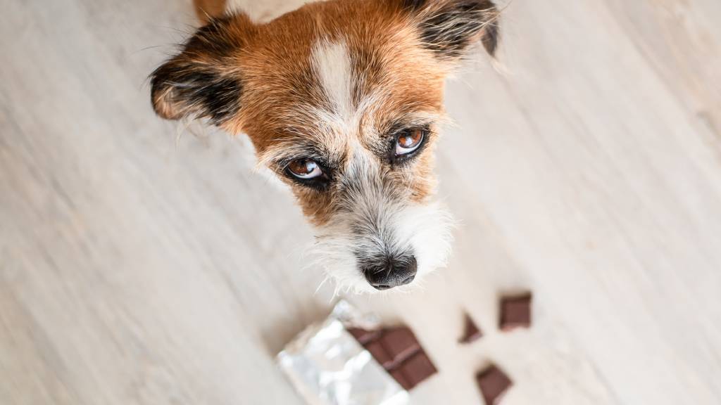 dog trying to eat chocolate