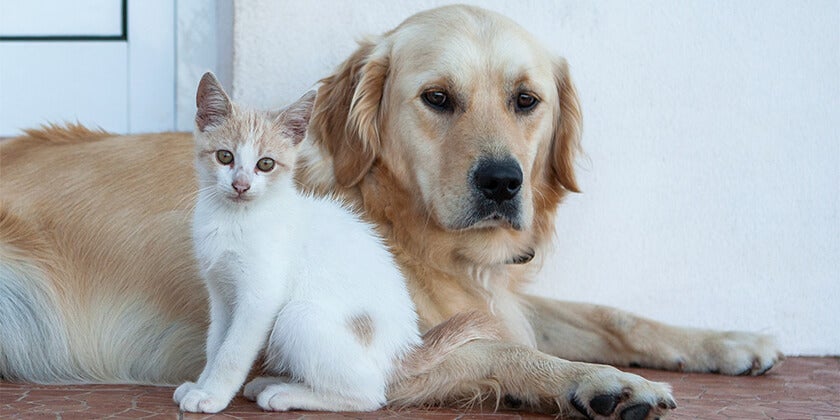 dog and cat