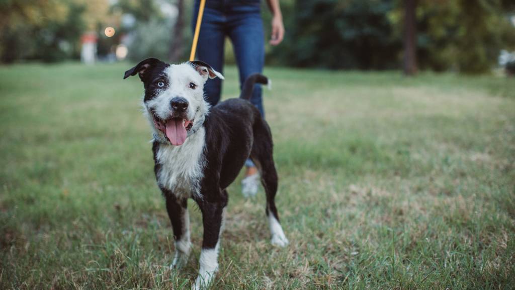 Woman walks dog in park in the shade