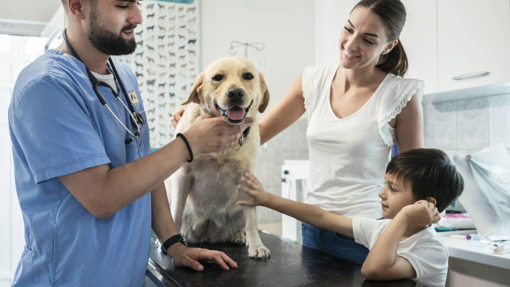 injured dog at vet