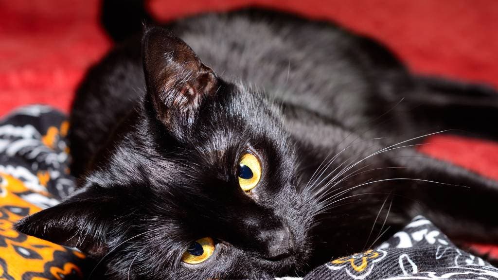 A Bombay cat with yellow eyes lying down